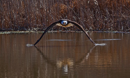 _MG_6606 Bald Eagle, Wind double touch Cropped.jpg